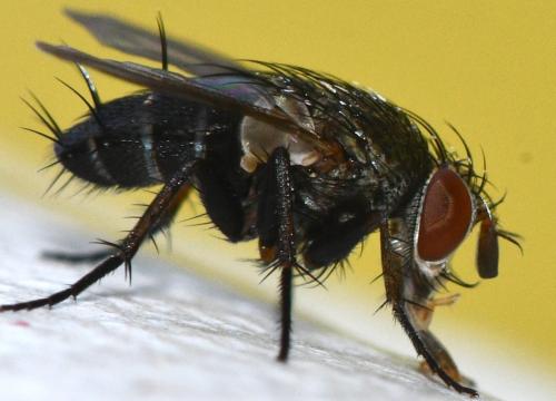Réf. 363 277 : Peribaea tibialis
